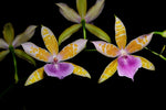 Carica l'immagine nel visualizzatore Galleria, Miltonia binotii