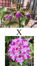 Carica l'immagine nel visualizzatore Galleria, Cattleya Monte Elegante x Black Jack