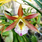 Carica l'immagine nel visualizzatore Galleria, Myrmecavola Sol Taino (Myrmecophila thomsoniana x B. nodosa)