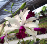 Carica l'immagine nel visualizzatore Galleria, Myrmecocattleya HKN Yen's Devotion (Myrmecophila thomsoniana × Cattleya violacea)