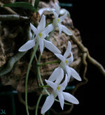 Carica l'immagine nel visualizzatore Galleria, Mystacidium venosum