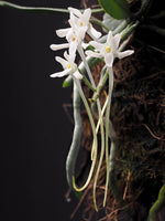 Carica l'immagine nel visualizzatore Galleria, Mystacidium venosum