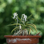 Carica l'immagine nel visualizzatore Galleria, Neofinetia falcata 'Fugaku' 富嶽