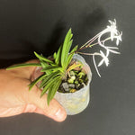 Carica l'immagine nel visualizzatore Galleria, Neofinetia falcata 'Manjushage' 曼珠沙華 x 'Shutennou' 朱天王