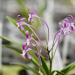 Carica l'immagine nel visualizzatore Galleria, Neofinetia falcata 'Nishigara' x 'Kouyo'(光陽)濃赤花