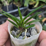 Carica l'immagine nel visualizzatore Galleria, Neofinetia falcata 'Manjushage' 曼珠沙華 x 'Shutennou' 朱天王