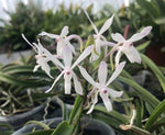 Carica l'immagine nel visualizzatore Galleria, Neostylis Lou Sneary 'White' (Neofinetia falcata x Rhy. coelestis var alba)