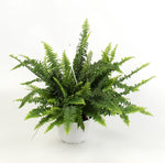 Carica l'immagine nel visualizzatore Galleria, Nephrolepis exaltata 'Sonata'