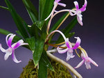 Carica l'immagine nel visualizzatore Galleria, Neofinetia falcata 'Niji-no-Shizuku’ 虹の雫