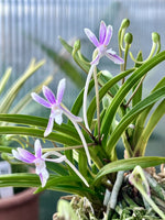 Carica l'immagine nel visualizzatore Galleria, Neofinetia falcata 'Niji-no-Shizuku’ 虹の雫