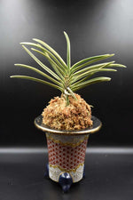 Carica l'immagine nel visualizzatore Galleria, Neofinetia falcata 'Nisahiiide Fukurinn' 西出覆輪