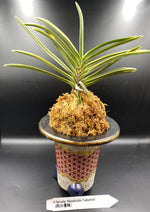 Carica l'immagine nel visualizzatore Galleria, Neofinetia falcata 'Nisahiiide Fukurinn' 西出覆輪