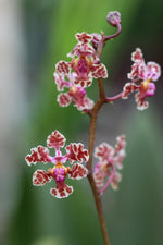 Carica l'immagine nel visualizzatore Galleria, Oncidium carthagenense