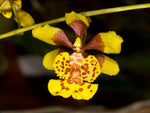 Carica l'immagine nel visualizzatore Galleria, Oncidium divaricatum syn. robustissimum