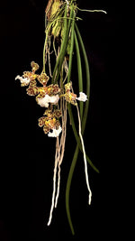 Carica l'immagine nel visualizzatore Galleria, Oncidium jonesianum
