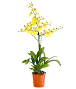 Carica l'immagine nel visualizzatore Galleria, Oncidium Sweet Sugar