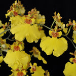 Carica l'immagine nel visualizzatore Galleria, Oncidium Sweet Sugar