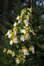 Carica l'immagine nel visualizzatore Galleria, Oncidium Pupukea