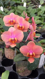 Carica l'immagine nel visualizzatore Galleria, Vandaenopsis Orange Sorbet (Vandaenopsis Jiaho's Orange x Phal. schilleriana)