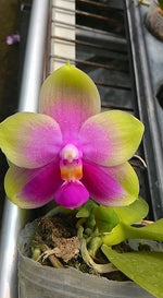 Carica l'immagine nel visualizzatore Galleria, Phalaenopsis (P. Be Tris x P. bellina) x P. Joy Canary 'Orange'