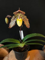 Carica l'immagine nel visualizzatore Galleria, Paphiopedilum Jennifer Stage (philippinense x godefroyae)