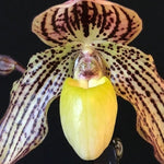 Carica l'immagine nel visualizzatore Galleria, Paphiopedilum Jennifer Stage (philippinense x godefroyae)