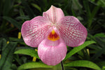 Carica l'immagine nel visualizzatore Galleria, Paphiopedilum Magic Lantern pink (delenatii pink x micranthum)