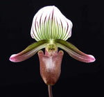 Carica l'immagine nel visualizzatore Galleria, Paphiopedilum barbatum