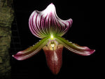 Carica l'immagine nel visualizzatore Galleria, Paphiopedilum callosum