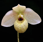 Carica l'immagine nel visualizzatore Galleria, Paphiopedilum Memoria Larry Heuer (malipoense x emersonii)