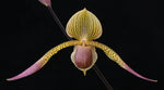Carica l'immagine nel visualizzatore Galleria, Paphiopedilum Julius (rothschildianum x lowii)
