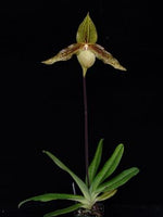 Carica l'immagine nel visualizzatore Galleria, Paphiopedilum rothschildianum x malipoense