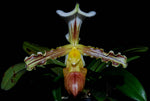 Carica l'immagine nel visualizzatore Galleria, Paphiopedilum tranliemianum