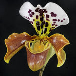 Carica l'immagine nel visualizzatore Galleria, Paphiopedilum USA Hybrid