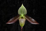 Carica l'immagine nel visualizzatore Galleria, Paphiopedilum wardii