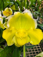 Carica l'immagine nel visualizzatore Galleria, Paphiopedilum Sorcerer's Stone