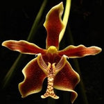 Carica l'immagine nel visualizzatore Galleria, Paraphalaenopsis labukensis XL