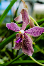 Carica l'immagine nel visualizzatore Galleria, Paraphalaenopsis laycockii x Vanda Chulee