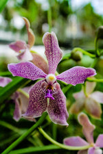 Carica l'immagine nel visualizzatore Galleria, Paraphalaenopsis laycockii x Vanda Chulee