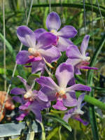 Carica l'immagine nel visualizzatore Galleria, Paraphalaenopsis laycockii x Vanda Kouishiro Ikai