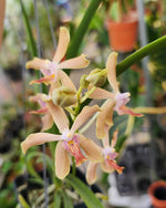 Carica l'immagine nel visualizzatore Galleria, Paraphalaenopsis laycockii x Vanda limbata