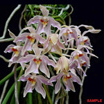 Carica l'immagine nel visualizzatore Galleria, Paraphalaenopsis laycockii