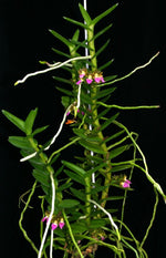 Carica l'immagine nel visualizzatore Galleria, Pelatantheria insectifera