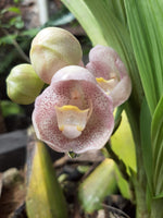 Carica l'immagine nel visualizzatore Galleria, Peristeria albirosa (elata x pendula)