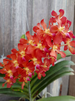 Carica l'immagine nel visualizzatore Galleria, Perreiraara Tango Fire (Rhynchorides Bangkok Sunset x Ren. Storiei)