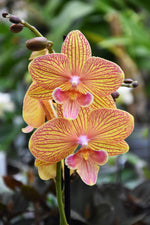 Carica l'immagine nel visualizzatore Galleria, OFFERTA PHALAENOPSIS ALTE