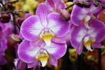 Carica l'immagine nel visualizzatore Galleria, Phalaenopsis Split