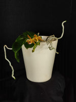 Carica l'immagine nel visualizzatore Galleria, Phalaenopsis Jazz Man (mannii x javanica)