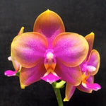 Carica l'immagine nel visualizzatore Galleria, Phalaenopsis Al Redsun Queen 'Caribbean Sunset' (Clone) Mainshow
