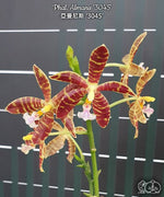 Carica l'immagine nel visualizzatore Galleria, Phalaenopsis Almanis '3045' (= mannii × tetraspis)